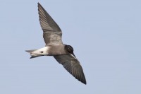 Mignattino comune	Chlidonias niger Black Tern