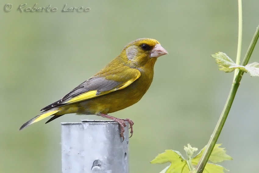 Verdone_Carduelis_chloris_Greenfinch