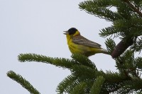 Zigolo capinero Emberiza melanocephala Black-headed Bunting