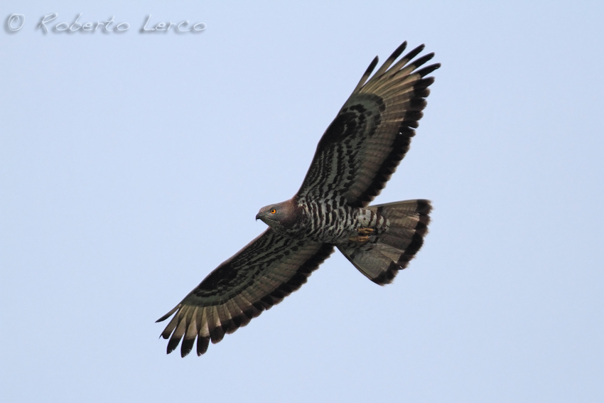 Falco_pecchiaiolo_Honey_Buzzard3