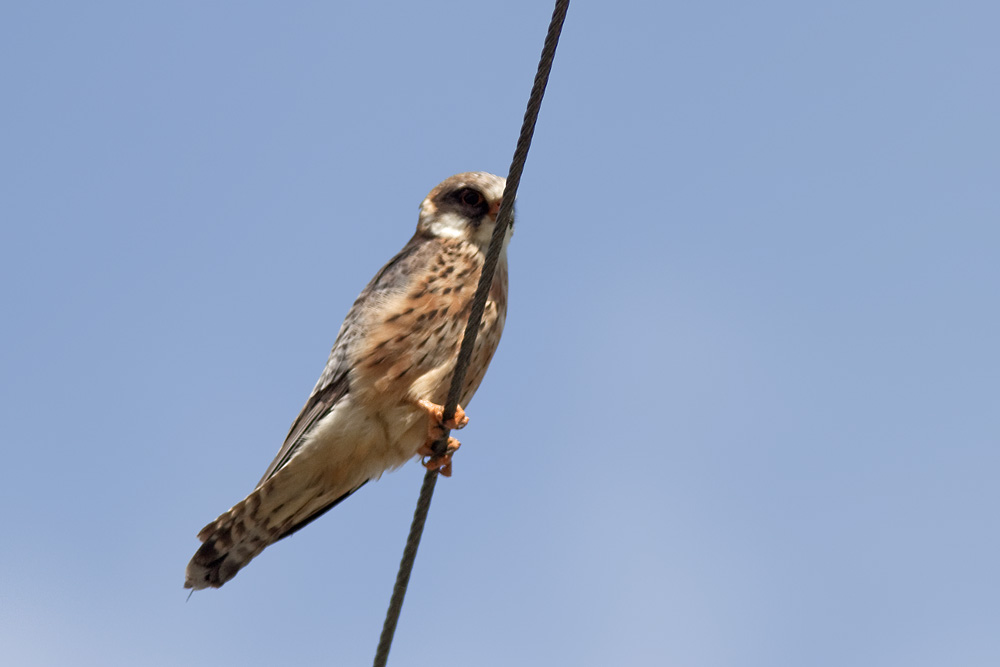 Falco cuculo