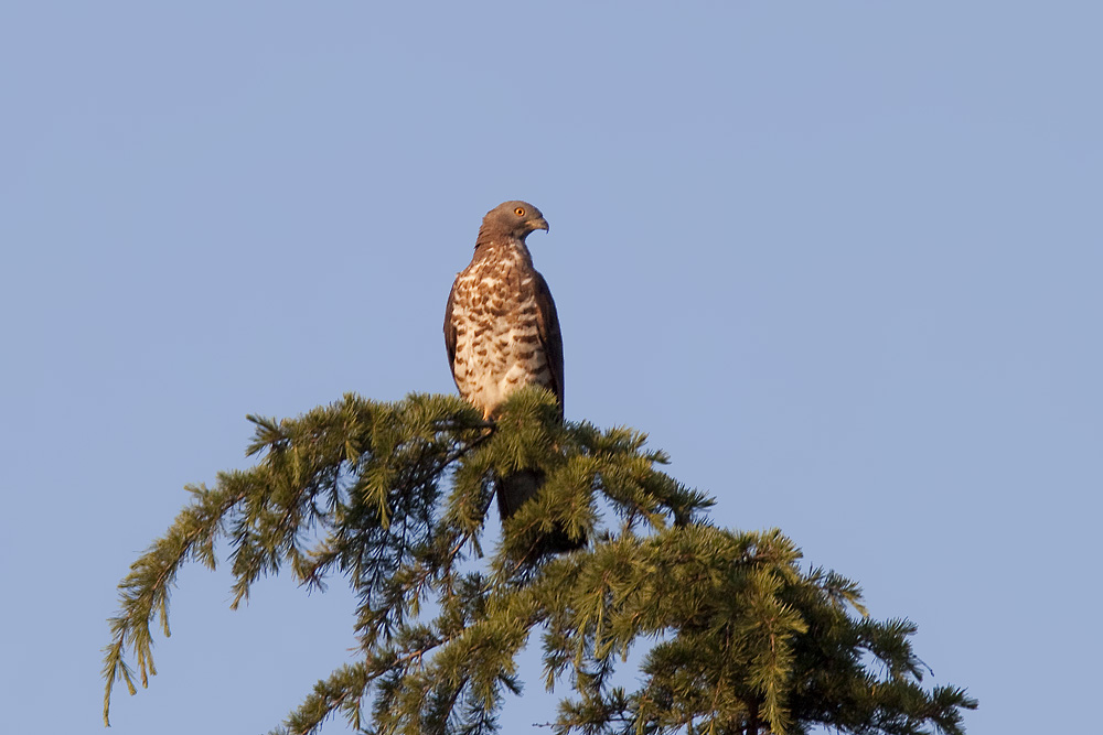 FALCO PECCHIAIOLO