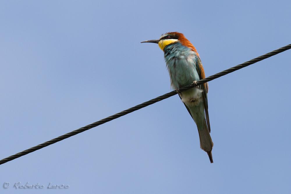 Gruccione_Merops_apiaster_European_Bee-eater1