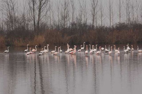 Phoenicopteridae