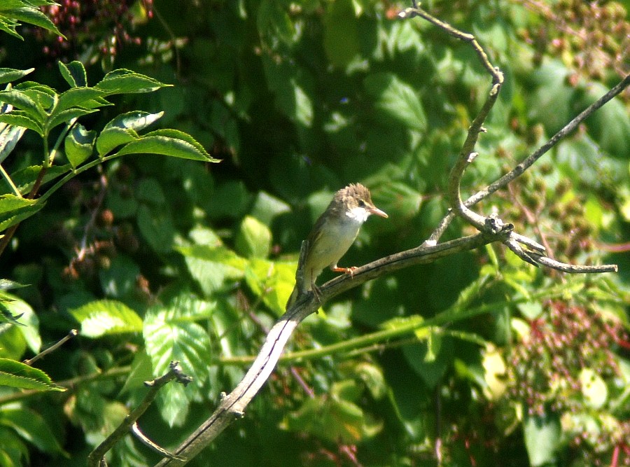 Cannaiola verdognola (2)