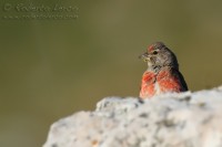 Fanello_Carduelis_cannabina_Linnet4