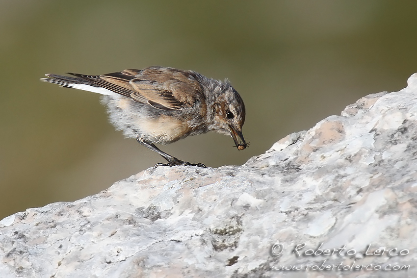 Culbianco_Wheatear4