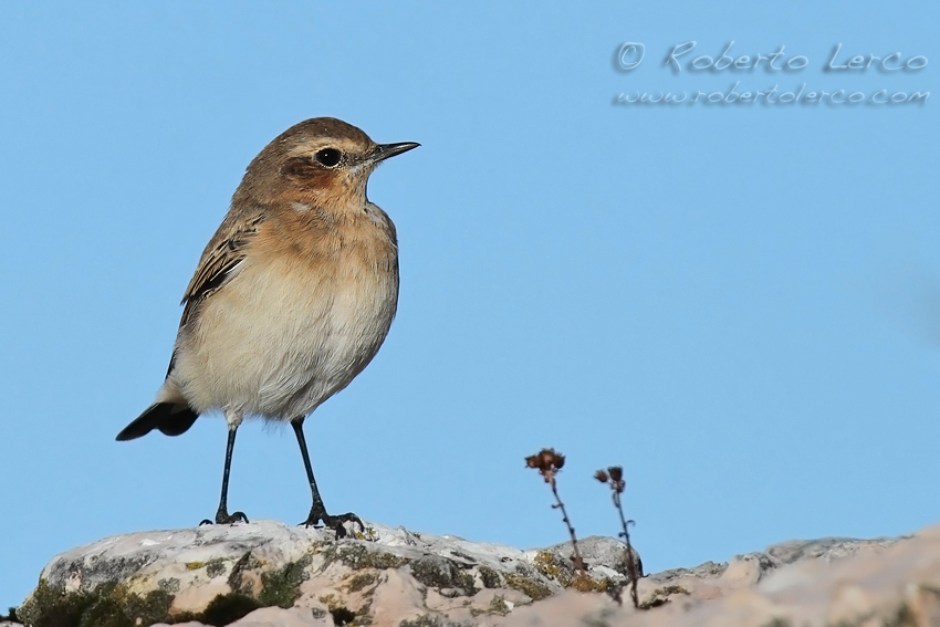 Culbianco_Wheatear6