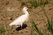 Pelecaniformes