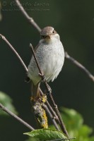 Averla_piccola_Lanius_collurio5