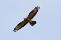 Falco pecchiaiolo	Pernis apivorus	Honey Buzzard