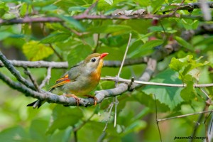 Usignolo del Giappone Leiothrix lutea Pekin Robin