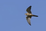 Falconiformes