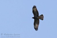 Falco_pecchiaiolo_Honey_Buzzard5