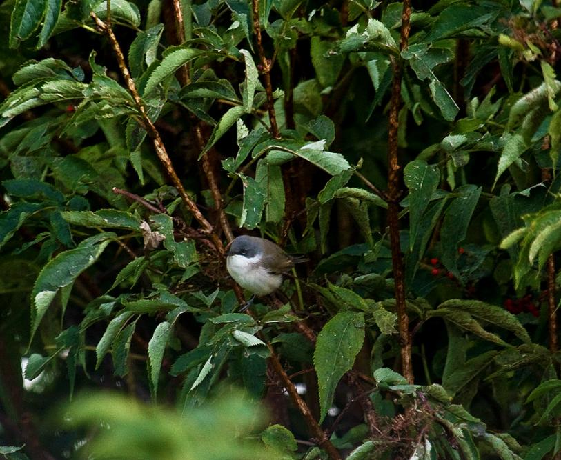 Sylviidae bigiarella Sylvia curruca 2