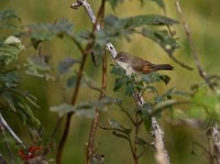 Sylviidae sterpazzola Sylvia communis