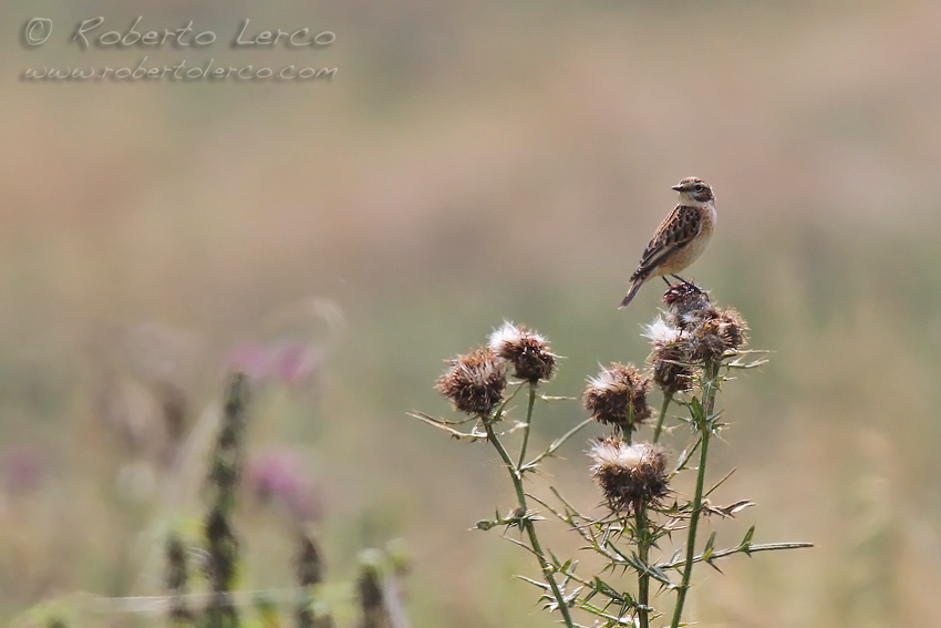 Stiaccino_Whinchat_Saxicola_rubetra1