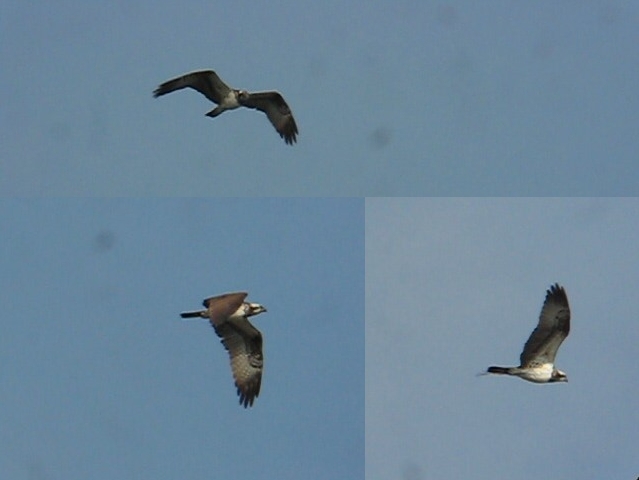 Osprey