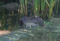 Voltolino • Spotted Crake