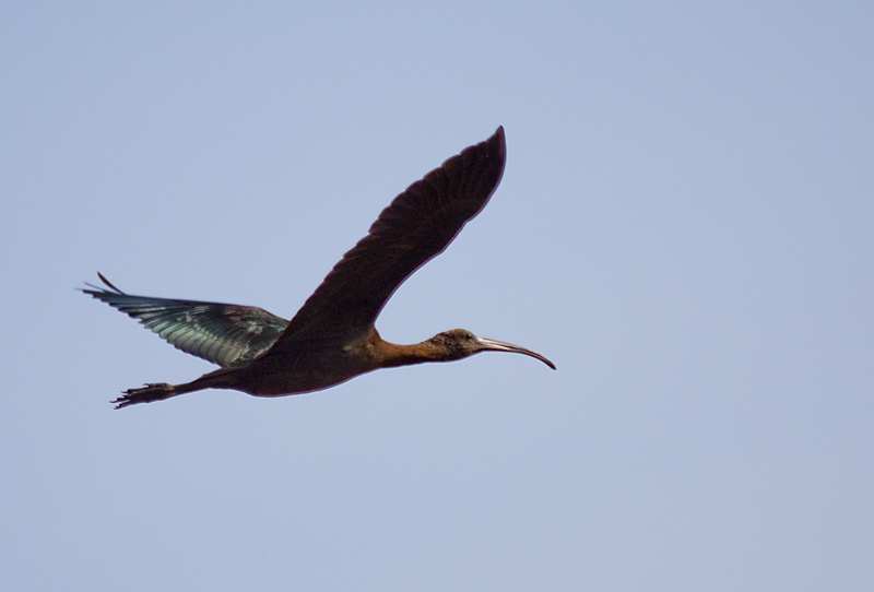 Mignattaio • Glossy Ibis