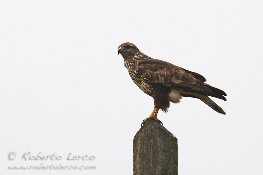 Poiana_Buteo_buteo4