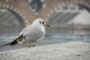 Charadriiformes