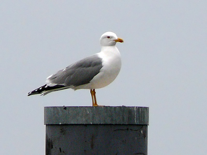 gabbiano reale