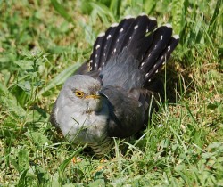 Cuculo	Cuculus canorus	Common Cuckoo