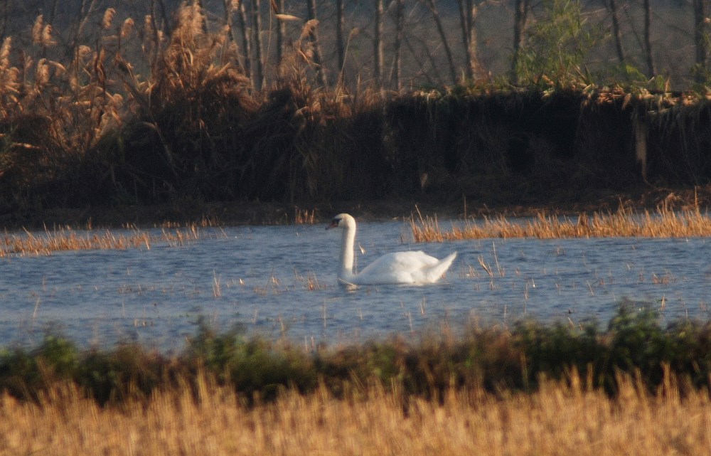 Cigno reale (1)