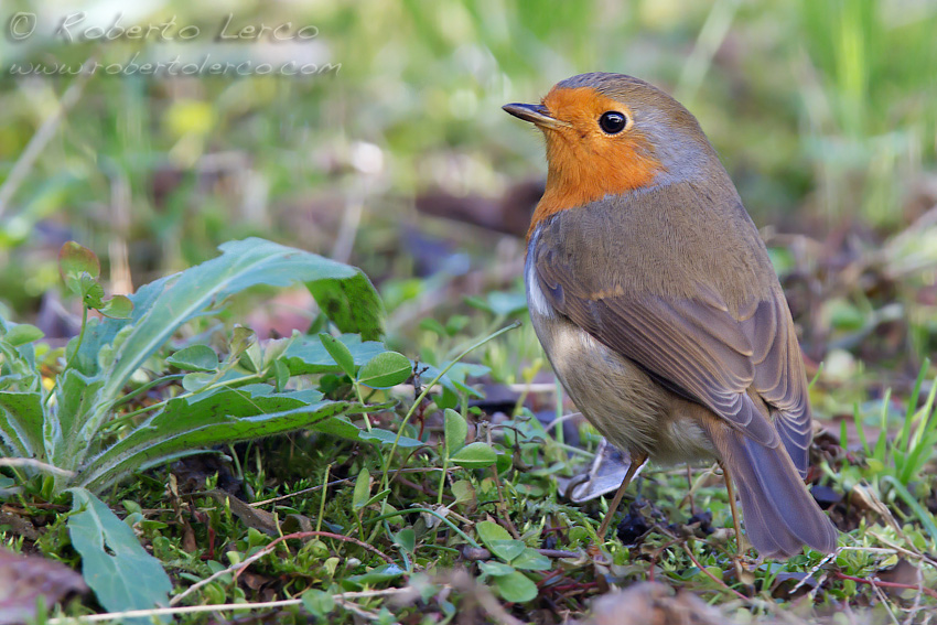 Pettirosso_Erithacus_rubecula_European_Robin1