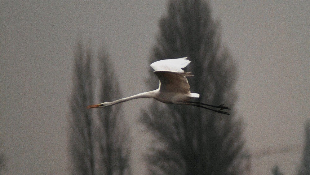 Airone bianco maggiore