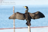 Cormorano_Cormorant_Phalacrocorax_carbo2