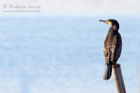 Cormorano_Cormorant_Phalacrocorax_carbo3