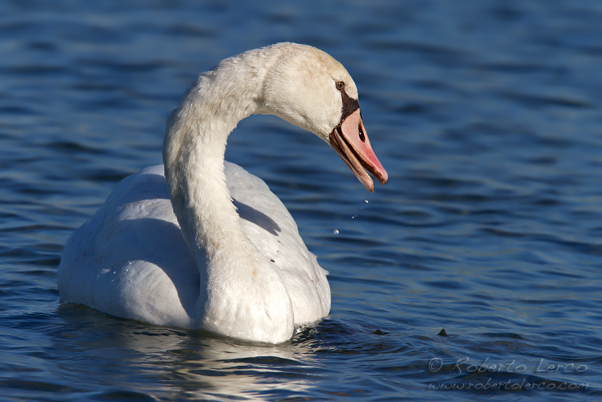 Cigno_reale_Cygnus_olor3