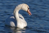 Cigno_reale_Cygnus_olor3