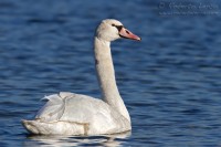 Cigno_reale_Cygnus_olor4