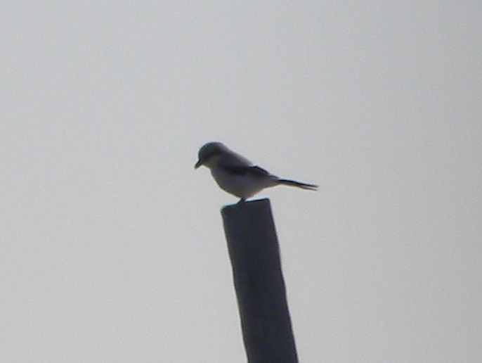 averla maggiore • great grey shrike