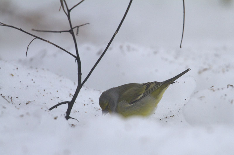 venturone • citril finch