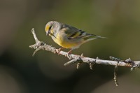 Venturone alpino Carduelis citrinella Citril Finch