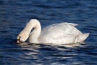 Cigno_reale_Cygnus_olor5