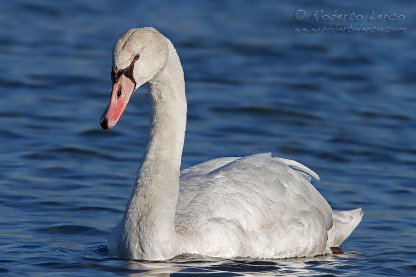 Cigno_reale_Cygnus_olor6