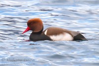 Fistione_turco_Netta_rufina_Red-crested_Pochard