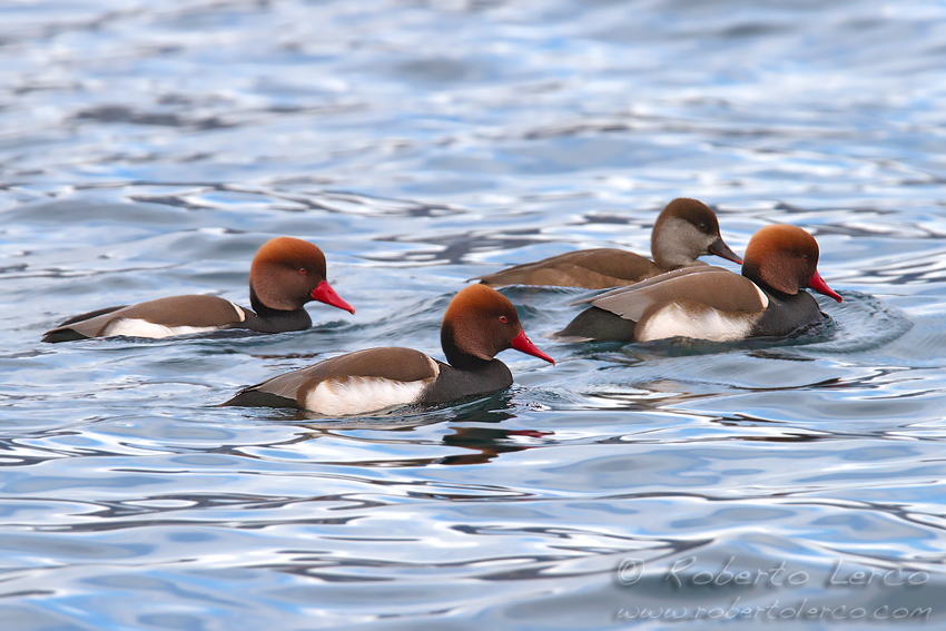 Fistione_turco_Netta_rufina_Red-crested_Pochard1