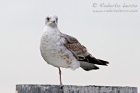 Gavina_Larus_canus_Common_Gull1