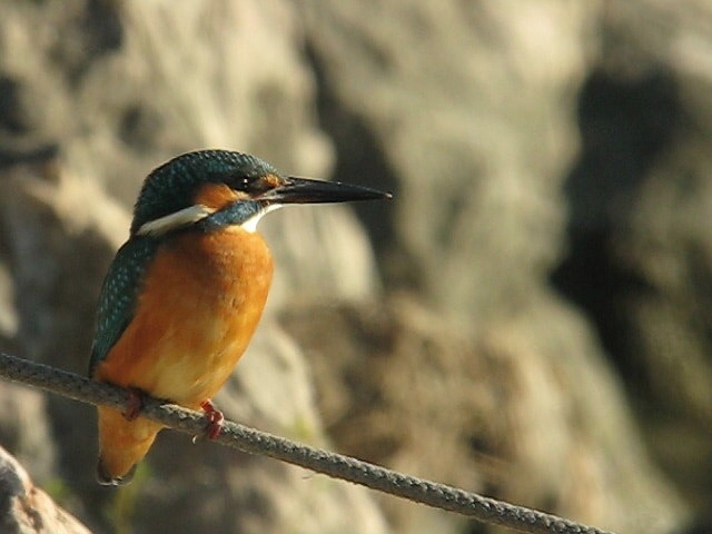 martin