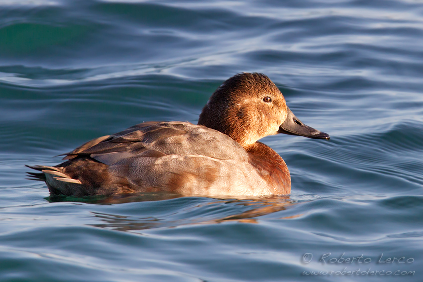 Moriglione_Aythya_ferina_Common_Pochard