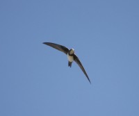 Rondone maggiore	Apus melba	Alpine Swift