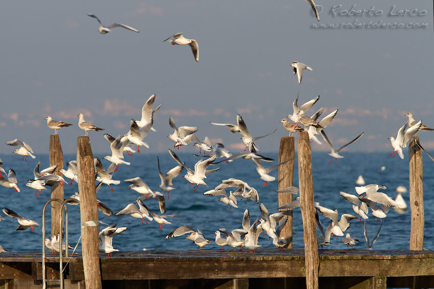 Gabbiano_comune_Larus_ridibundus4