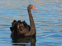 Cigno nero	Cygnus atratus	Black Swan