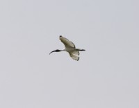 ibis sacro 2